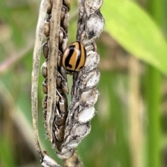 Micraspis frenata (Striped Ladybird) at Batemans Bay, NSW - 29 Dec 2022 by Hejor1