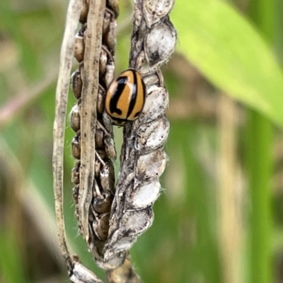 Micraspis frenata (Striped Ladybird) at Batemans Bay, NSW - 29 Dec 2022 by Hejor1