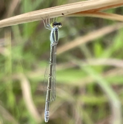 Unidentified Damselfly (Zygoptera) at Batemans Bay, NSW - 29 Dec 2022 by Hejor1