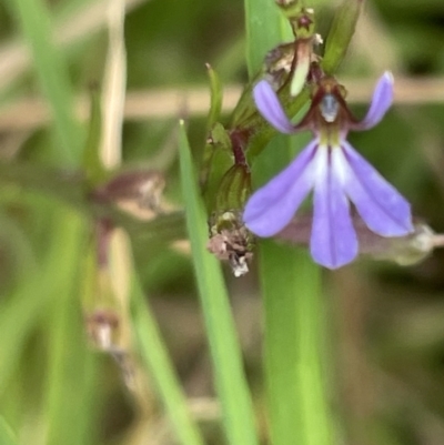 Lobelia anceps (Angled Lobelia) at Batemans Bay, NSW - 29 Dec 2022 by Hejor1