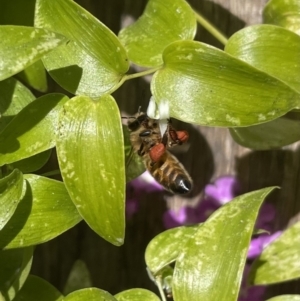 Apis mellifera at Eden, NSW - 27 Aug 2022