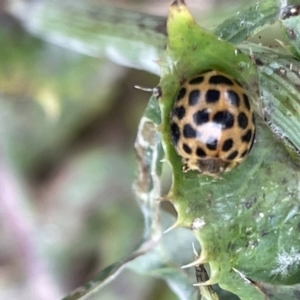 Harmonia conformis at Batemans Bay, NSW - 29 Dec 2022