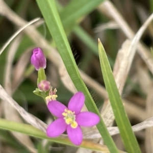 Centaurium sp. at Batemans Bay, NSW - 29 Dec 2022