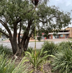 Doryanthes excelsa at Lemon Tree Passage, NSW - 22 Sep 2022