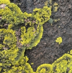 Unidentified Lichen at Fishermans Bay, NSW - 23 Sep 2022 by Hejor1