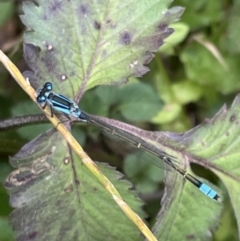 Unidentified Damselfly (Zygoptera) at Batemans Bay, NSW - 29 Dec 2022 by Hejor1