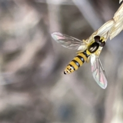 Unidentified Hover fly (Syrphidae) at Batemans Bay, NSW - 29 Dec 2022 by Hejor1