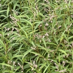 Persicaria decipiens (Slender Knotweed) at Batemans Bay, NSW - 29 Dec 2022 by Hejor1