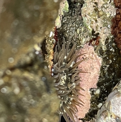 Anthopleura sp. at Batemans Marine Park - 29 Dec 2022 by Hejor1