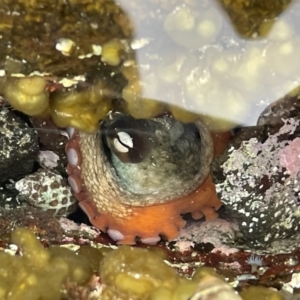 Octopus tetricus at Broulee, NSW - 29 Dec 2022 03:42 PM