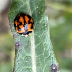 Coelophora inaequalis (Variable Ladybird beetle) at Batemans Bay, NSW - 29 Dec 2022 by Hejor1