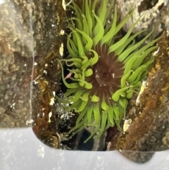 Aulactinia veratra (Anemone) at Broulee Moruya Nature Observation Area - 29 Dec 2022 by Hejor1