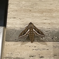 Hippotion celerio (Vine Hawk Moth) at North Sydney, NSW - 24 Sep 2022 by Hejor1