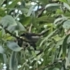 Zosterops lateralis at Batemans Bay, NSW - 29 Dec 2022 12:34 PM