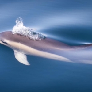 Delphinus delphis at Bermagui, NSW - 27 Aug 2022