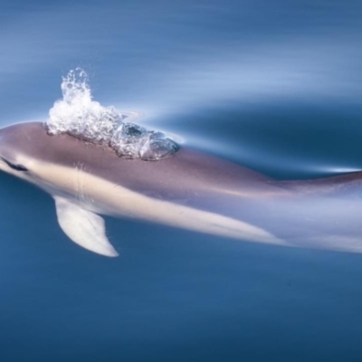 Delphinus delphis (Common Dolphin) at Bermagui, NSW - 27 Aug 2022 by Hejor1