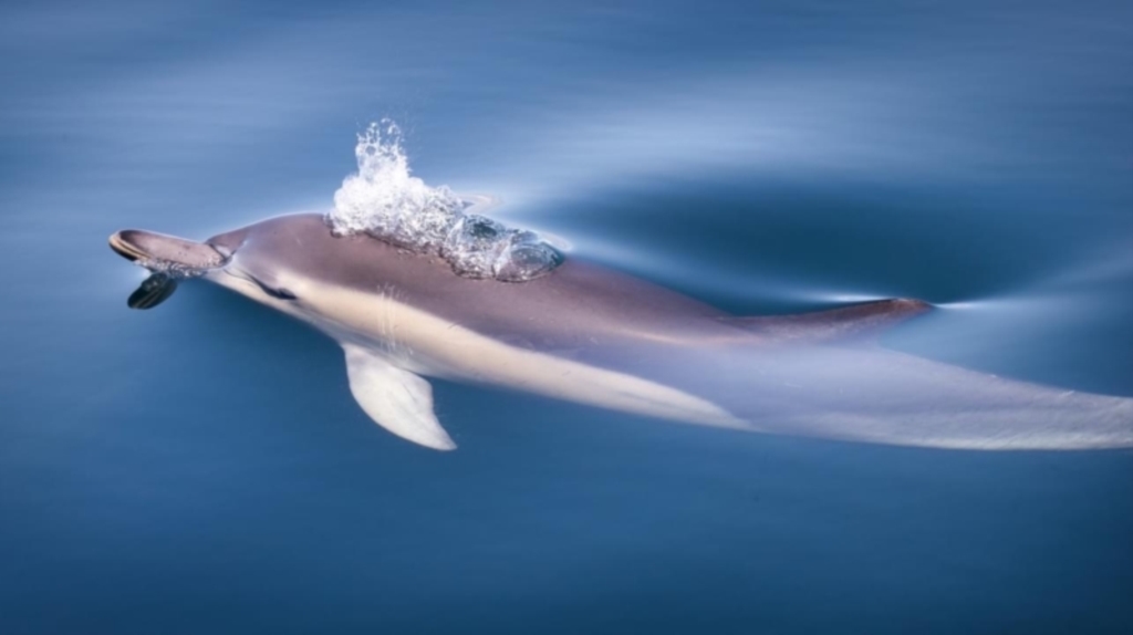 Delphinus delphis at Bermagui, NSW - 27 Aug 2022