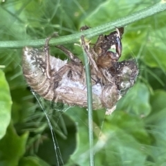 Unidentified Cicada (Hemiptera, Cicadoidea) (TBC) at Batemans Bay, NSW - 29 Dec 2022 by Hejor1