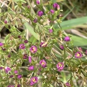 Centaurium sp. at Batemans Bay, NSW - 29 Dec 2022 12:09 PM