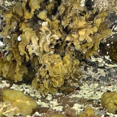 Colpomenia sinuosa at Batemans Marine Park - 29 Dec 2022 by Hejor1