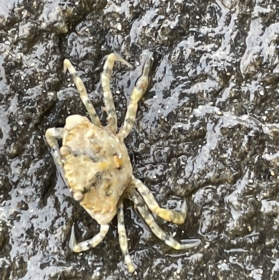 Carcinus maenas at Broulee Moruya Nature Observation Area - 29 Dec 2022 by Hejor1