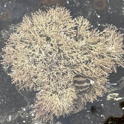 Corallina officinalis at Batemans Marine Park - 29 Dec 2022 by Hejor1