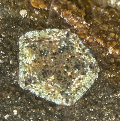 Parvulastra exigua (Rock pool seastar) at Broulee Moruya Nature Observation Area - 29 Dec 2022 by Hejor1