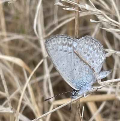 Zizina otis (Common Grass-Blue) at Broulee, NSW - 29 Dec 2022 by Hejor1