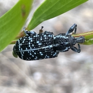 Chrysolopus spectabilis at Batemans Bay, NSW - 29 Dec 2022 06:00 PM