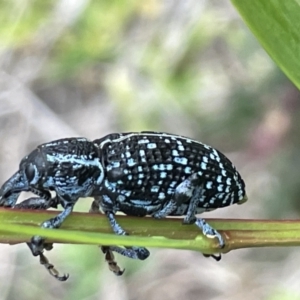 Chrysolopus spectabilis at Batemans Bay, NSW - 29 Dec 2022 06:00 PM