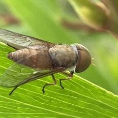 Unidentified March or Horse fly (Tabanidae) at Batemans Bay, NSW - 29 Dec 2022 by Hejor1