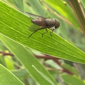 Dasybasis sp. (genus) at Batemans Bay, NSW - 29 Dec 2022 06:01 PM