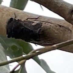 Psaltoda plaga (Black Prince Cicada) at Batemans Bay, NSW - 29 Dec 2022 by Hejor1