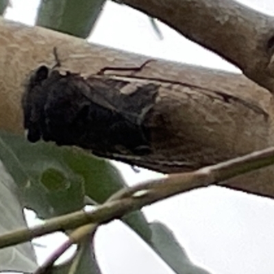 Psaltoda plaga (Black Prince Cicada) at Batemans Bay, NSW - 29 Dec 2022 by Hejor1