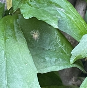 Scolypopa australis at Goulburn, NSW - 17 Jan 2023