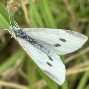 Pieris rapae at Batemans Bay, NSW - 29 Dec 2022