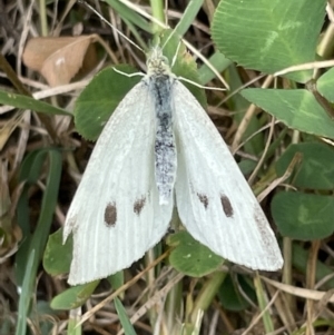 Pieris rapae at Batemans Bay, NSW - 29 Dec 2022