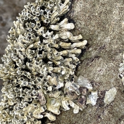 Galeolaria sp. (Galeolaria) at Booderee National Park - 19 Jan 2023 by Hejor1