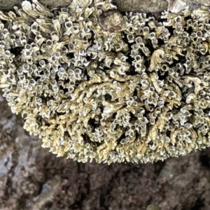 Galeolaria sp. at Jervis Bay, JBT - 19 Jan 2023