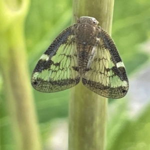 Scolypopa australis at Goulburn, NSW - 17 Jan 2023