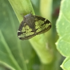 Scolypopa australis at Goulburn, NSW - 17 Jan 2023