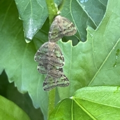 Scolypopa australis at Goulburn, NSW - 17 Jan 2023