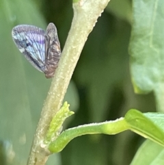 Scolypopa australis at Goulburn, NSW - 17 Jan 2023