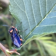 Pterygophorus cinctus at Goulburn, NSW - 17 Jan 2023