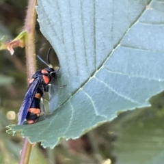 Pterygophorus cinctus at Goulburn, NSW - 17 Jan 2023 06:30 PM