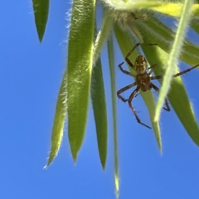 Araneus sp. (genus) at Goulburn, NSW - 17 Jan 2023 by Hejor1