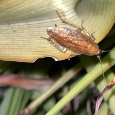 Blattodea sp. (order) at Jaspers Brush, NSW - 17 Jan 2023 by Hejor1