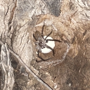 Isopeda sp. (genus) at Jaspers Brush, NSW - 17 Jan 2023