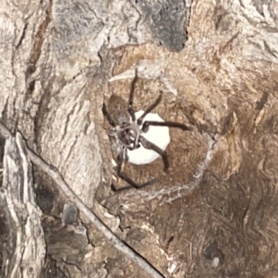 Isopeda sp. (genus) (Huntsman Spider) at Jaspers Brush, NSW - 17 Jan 2023 by Hejor1
