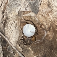 Isopeda sp. (genus) at Jaspers Brush, NSW - 17 Jan 2023